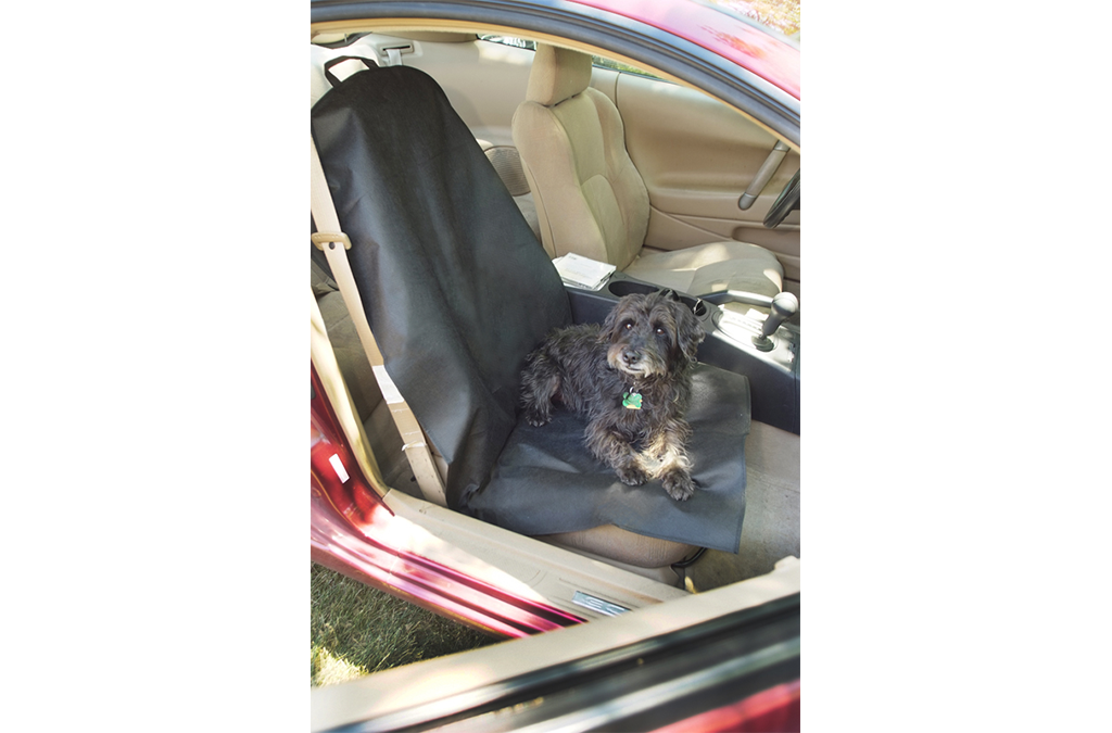 Dog sitting on Seat Cover