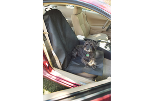 Dog sitting on Seat Cover